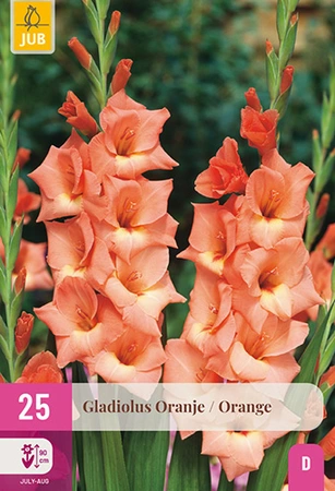 Gladiolus Orange 25st