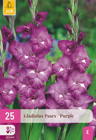 Gladiolus Purple 25st