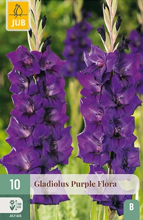GLADIOLUS PURPLE FLORA