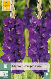 GLADIOLUS PURPLE FLORA