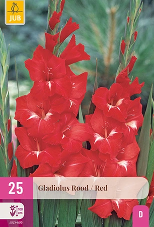 Gladiolus Red 25st