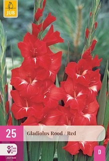 Gladiolus Red 25st