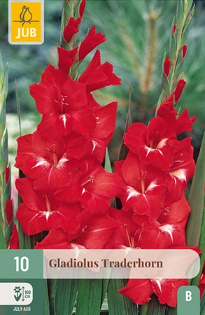 GLADIOLUS TRADERHORN
