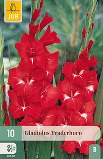 GLADIOLUS TRADERHORN