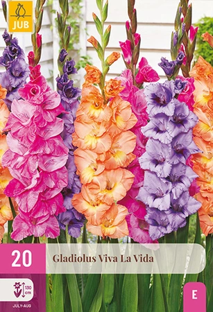 Gladiolus Viva La Vida 20st