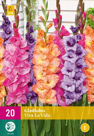 Gladiolus Viva La Vida 20st