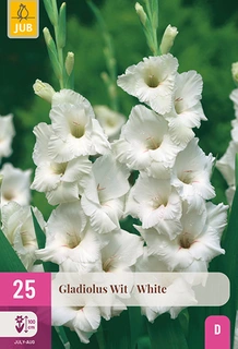Gladiolus White 25st