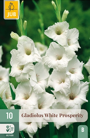 Gladiolus White Prosperity 10st
