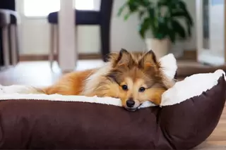 Hondenmanden en -kussens