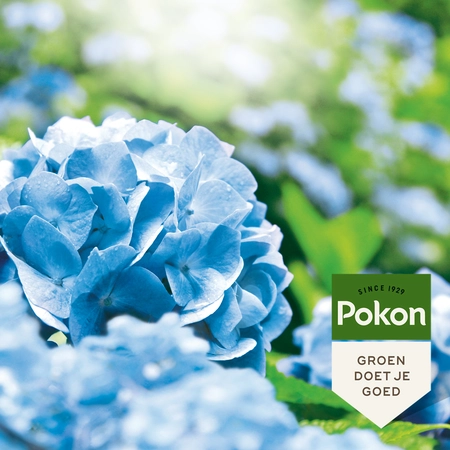 Hortensia Blauwmaker 500gr - afbeelding 3