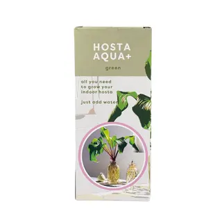 Hosta Aqua+ Green in glas - afbeelding 1