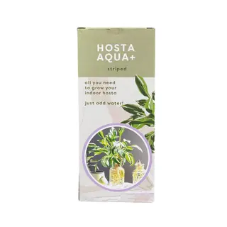 Hosta Aqua+ Striped in glas