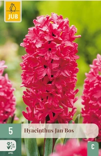 Hyacintenbollen Hyacinthus Jan Bos - 5 stuks