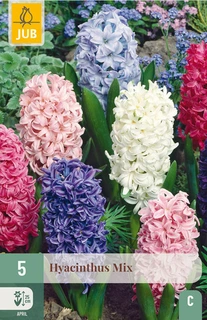 Hyacintenbollen Hyacinthus Mix - 5 stuks