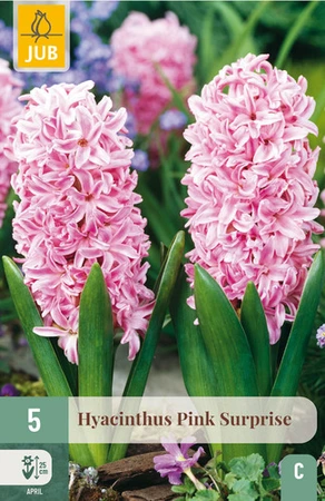 Hyacintenbollen Hyacinthus Pink Surprise - 5 stuks