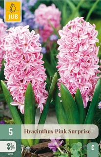 Hyacintenbollen Hyacinthus Pink Surprise - 5 stuks