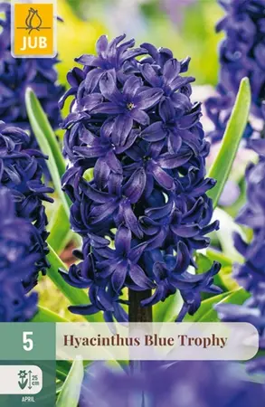 Hyacinthenbollen Blue Trophy - 5 stuks