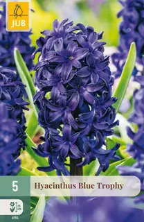 Hyacinthenbollen Blue Trophy - 5 stuks