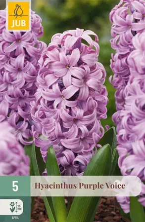 Hyacinthenbollen Purple Voice - 5 stuks