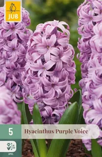 Hyacinthenbollen Purple Voice - 5 stuks