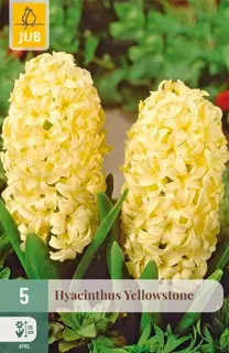 Hyacinthenbollen Yellowstone - 5 stuks