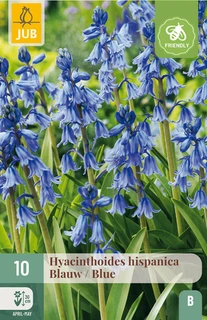 Hyacinthoides hispanica Blauw - 10 bloembollen