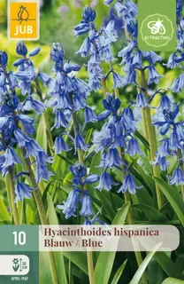 Hyacinthoides hispanica Blauw - 10 bloembollen