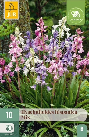 Hyacinthoides hispanica Mix - 10 bloembollen