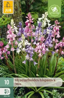 Hyacinthoides hispanica Mix - 10 bloembollen