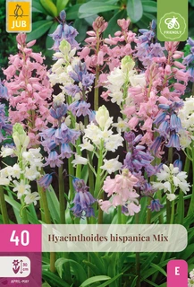 Hyacinthoides Hispanica Mix