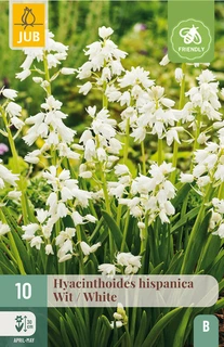 Hyacinthoides Hispanica Wit - 10 bloembollen