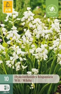 Hyacinthoides Hispanica Wit - 10 bloembollen