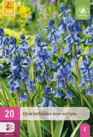 Hyacinthoides Non Scripta - 20 bloembollen