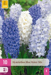 Hyacinthus Blue Water Mix