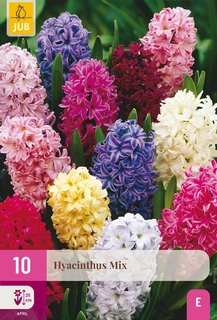 Hyacinthus Mix - 10 bloembollen
