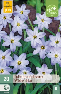 Ipheion Uniflorum Wisley Blue - 20 bloembollen