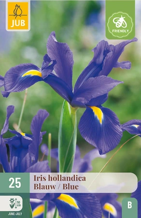 Iris hollandica Blauw