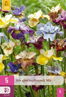 Iris Sibirica Peacock Mix 5st