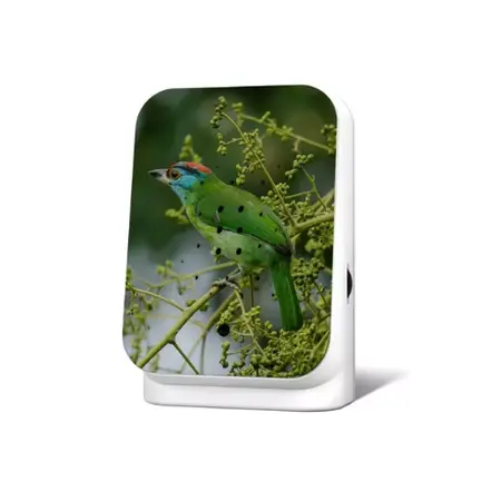 Junglebox Limited Edition Fall 24 Blue-throated Barbet - Relaxound - junglegeluiden