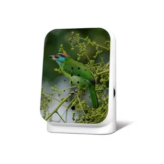 Junglebox Limited Edition Fall 24 Blue-throated Barbet - Relaxound - junglegeluiden