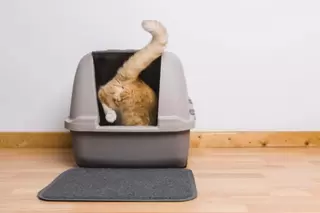 Kattenbak