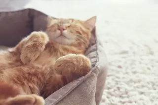Kattenmanden