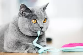 Kattenspeeltjes
