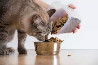 Kattenvoer en snacks