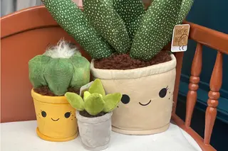 Knuffels
