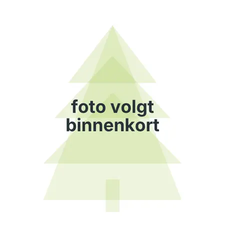 Kunstkerstboom Carmanah Slim Green H185 x Ø88 cm - Black Box Trees