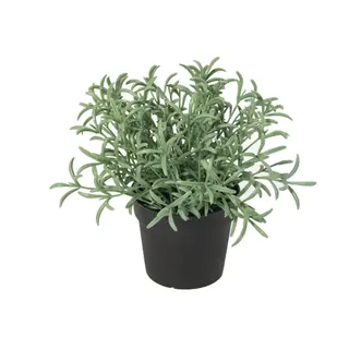 Kunstplant Helichrysum Italicom - 18cm