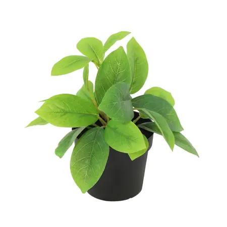Kunstplant Hoya Groen - 20cm