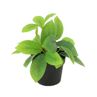 Kunstplant Hoya Groen - 20cm