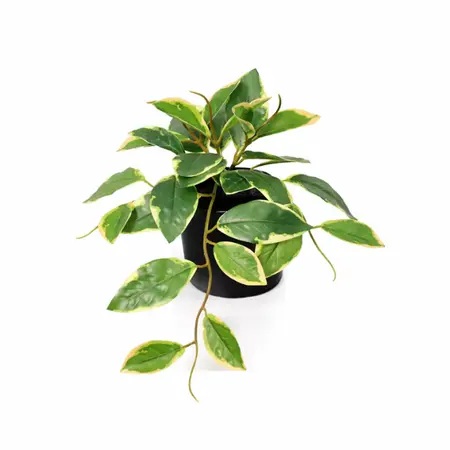 Kunstplant Hoya Variegata - 23cm